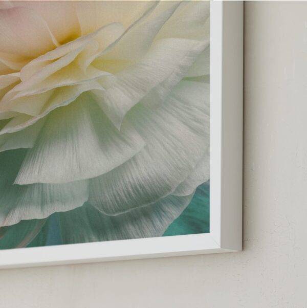 Delicate Ranunculus Flower Art by Elena Kulikova