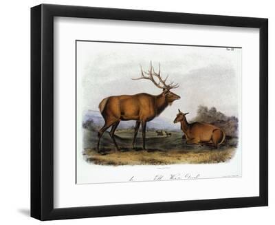 American Elk, 1846 - Black Framed Art Print Wall Art, 12x9