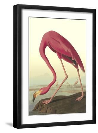 American Flamingo - Black Framed Art Print Wall Art, 12x18