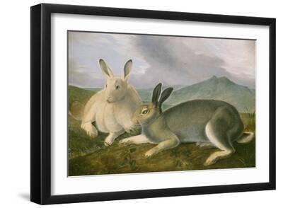 Arctic Hare, c.1841 - Black Framed Art Print Wall Art, 18x12