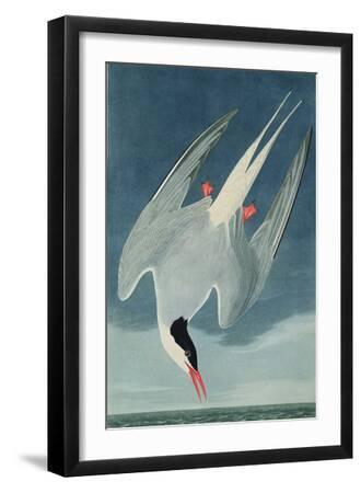 Arctic Tern, from 'Birds of America', Engraved by Robert Havell (1793-1878) Published 1835 - Black Framed Art Print Wall Art, 12x18