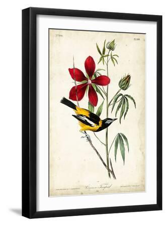 Audubon Bird & Botanical I - Black Framed Art Print Wall Art, 12x18