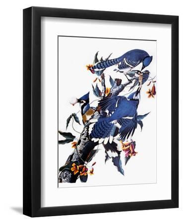 Audubon: Blue Jay - Black Framed Art Print Wall Art, 9x12