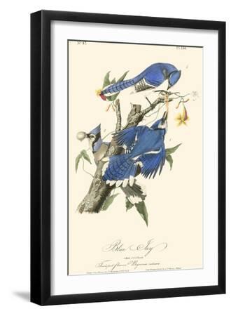 Audubon Blue Jays - Black Framed Art Print Wall Art, 12x18