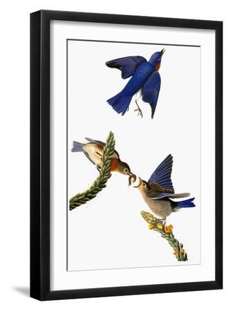 Audubon: Bluebird - Black Framed Art Print Wall Art, 12x18