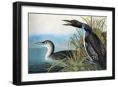 Audubon: Common Loon - Black Framed Art Print Wall Art, 18x12