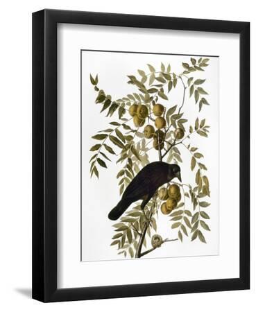 Audubon: Crow - Black Framed Art Print Wall Art, 9x12
