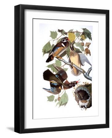 Audubon: Duck - Black Framed Art Print Wall Art, 12x16