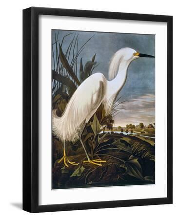 Audubon: Egret - Black Framed Art Print Wall Art, 12x16