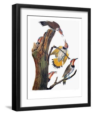 Audubon: Flicker - Black Framed Art Print Wall Art, 12x16