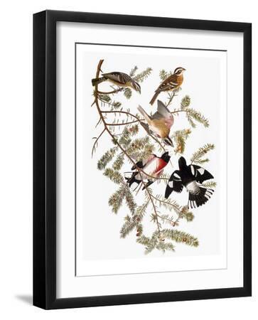 Audubon: Grosbeak - Black Framed Art Print Wall Art, 12x16