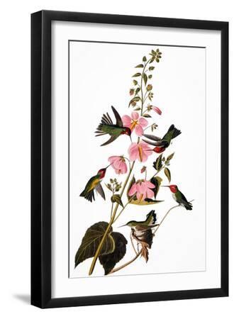 Audubon: Hummingbird - Black Framed Art Print Wall Art, 12x18