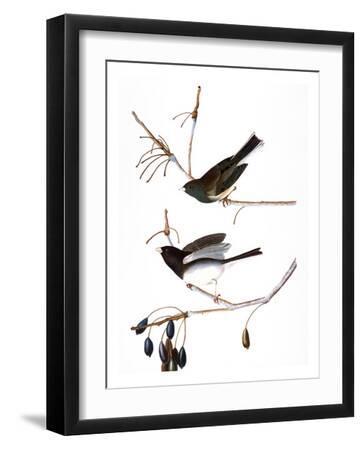 Audubon: Junco, 1827 - Black Framed Art Print Wall Art, 12x16