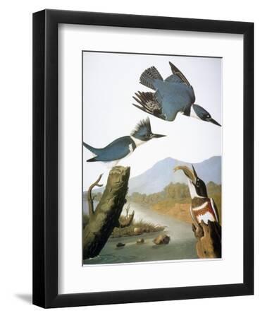 Audubon: Kingfisher, 1827 - Black Framed Art Print Wall Art, 9x12