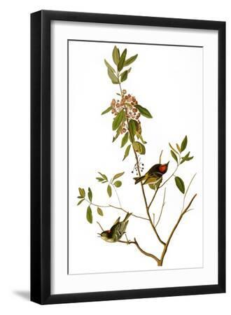 Audubon: Kinglet, 1827 - Black Framed Art Print Wall Art, 12x18