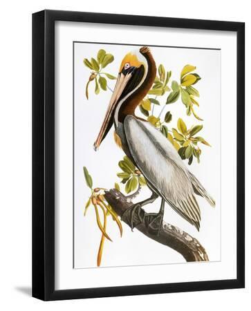 Audubon: Pelican - Black Framed Art Print Wall Art, 12x16