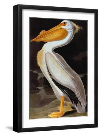 Audubon: Pelican - Black Framed Art Print Wall Art, 12x18