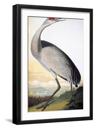 Audubon: Sandhill Crane - Black Framed Art Print Wall Art, 12x18