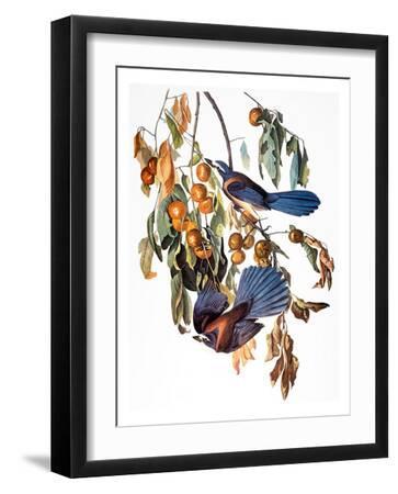 Audubon: Scrub Jay, 1827-38 - Black Framed Art Print Wall Art, 12x16