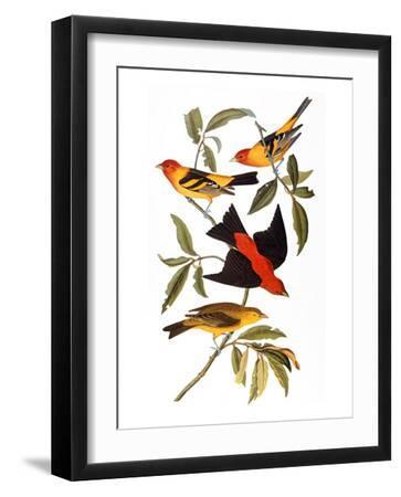 Audubon: Tanager, 1827 - Black Framed Art Print Wall Art, 12x16