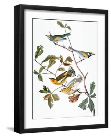 Audubon: Warbler - Black Framed Art Print Wall Art, 12x16 Audubon: Warbler - Black Framed Art Print Wall Art, 12x16