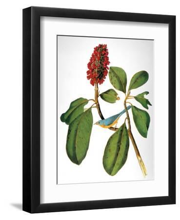 Audubon: Warbler - Black Framed Art Print Wall Art, 9x12