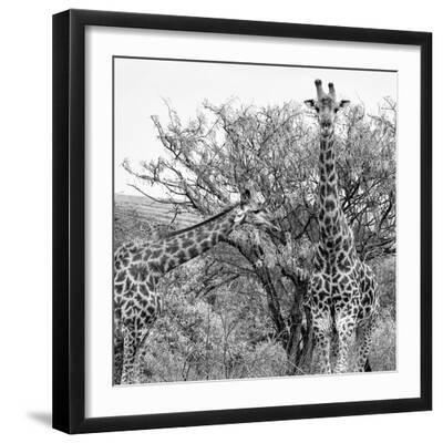 Awesome South Africa Collection Square - Look Giraffes II B&W - Black Framed Art Print Wall Art, 16x16