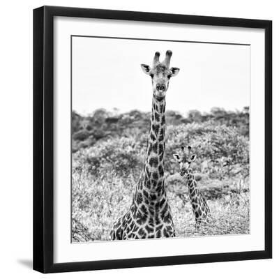 Awesome South Africa Collection Square - Portrait of Two Giraffes B&W - Black Framed Art Print Wall Art, 16x16