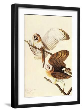 Barn Owl - Black Framed Art Print Wall Art, 12x18