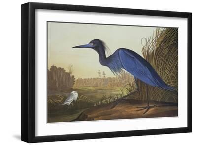 Blue Crane or Heron - Black Framed Art Print Wall Art, 18x12