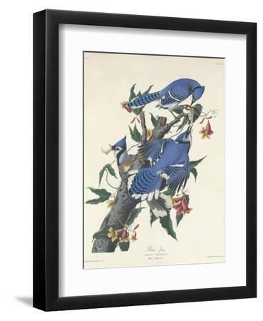 Blue Jay, 1831 - Black Framed Art Print Wall Art, 9x12 Blue Jay, 1831 - Black Framed Art Print Wall Art, 9x12