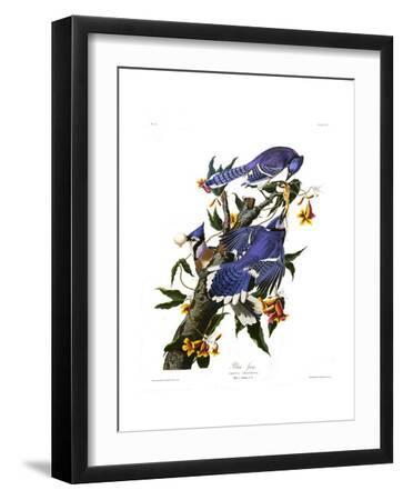 Blue Jay - Black Framed Art Print Wall Art, 12x16