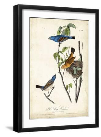 Blue Song Grosbeak - Black Framed Art Print Wall Art, 12x18