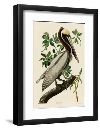 Brown Pelican II - Black Framed Art Print Wall Art, 11x14