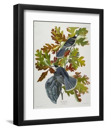 Canada Jay - Black Framed Art Print Wall Art, 9x12