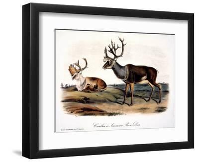 Caribou (Rangifer Caribou) - Black Framed Art Print Wall Art, 12x9