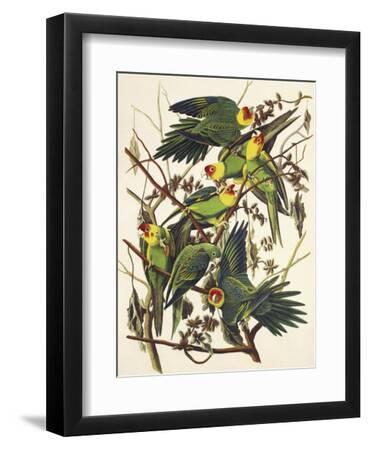 Carolina Parrot - Black Framed Art Print Wall Art, 9x12