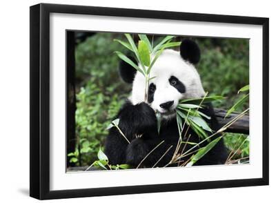 China 10MKm2 Collection - Giant Panda - Black Framed Art Print Wall Art, 18x12