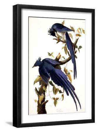 Columbia Jay, 1830, - Black Framed Art Print Wall Art, 12x18