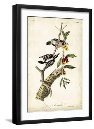 Downy Woodpecker - Black Framed Art Print Wall Art, 12x18
