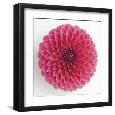 Focused Flourish - Happy - Black Framed Art Print Wall Art, 12x12