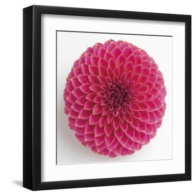 Focused Flourish - Peppy - Black Framed Art Print Wall Art, 12x12
