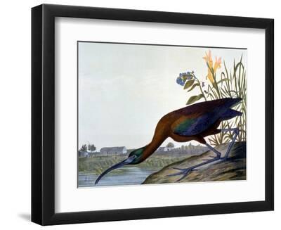 Glossy Ibis - Black Framed Art Print Wall Art, 12x9