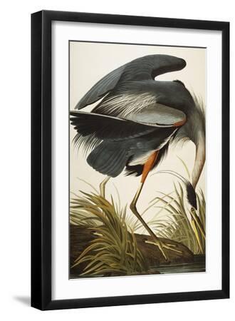 Great Blue Heron (Ardea Herodias), Plate Ccxi, from 'The Birds of America' - Black Framed Art Print Wall Art, 12x18