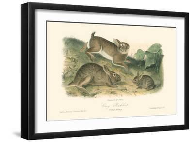 Grey Rabbit - Black Framed Art Print Wall Art, 18x12