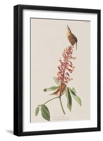 Illustration from 'Birds of America', 1827-38 - Black Framed Art Print Wall Art, 12x18 Illustration from 'Birds of America', 1827-38 - Black Framed Art Print Wall Art, 12x18