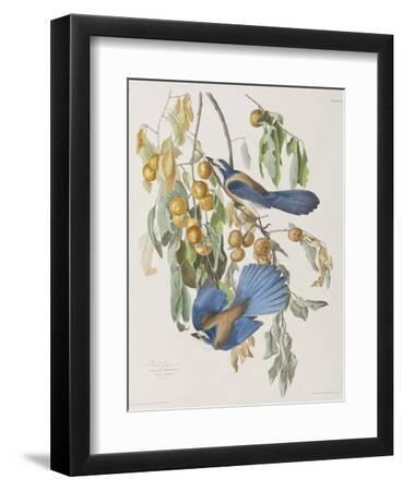 Illustration from 'Birds of America', 1827-38 - Black Framed Art Print Wall Art, 9x12