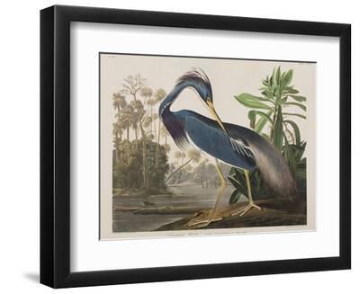 Illustration from 'Birds of America', 1827-38 - Black Framed Art Print Wall Art, 12x9