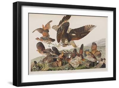 Illustration from 'Birds of America', 1827-38 (Hand-Coloured and Aquatint) - Black Framed Art Print Wall Art, 18x12