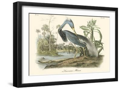 Louisiana Heron - Black Framed Art Print Wall Art, 18x12